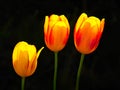 beautiful tulip flowers
