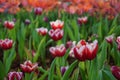 Beautiful tulip flowers