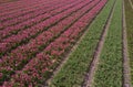 Beautiful tulip flowers grow in rural field of Horthern Holland,Netherlands Royalty Free Stock Photo