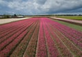 Beautiful tulip flowers grow in rural field of Horthern Holland,Netherlands Royalty Free Stock Photo