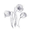 Beautiful tulip flowers hand drawn with contour lines on white background. Elegant botanical drawing of tender garden