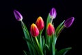 Beautiful tulip flowers isolated on black background Royalty Free Stock Photo