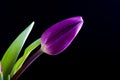 Beautiful tulip flowers isolated on black background Royalty Free Stock Photo