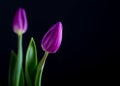 Beautiful tulip flowers isolated on black background Royalty Free Stock Photo
