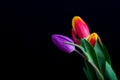 Beautiful tulip flowers isolated on black background Royalty Free Stock Photo