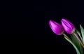 Beautiful tulip flowers isolated on black background Royalty Free Stock Photo