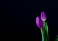 Beautiful tulip flowers isolated on black background Royalty Free Stock Photo