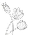 Beautiful tulip flowers line illustration. Vector abstract black and white floral background with place for text. Royalty Free Stock Photo