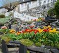 Beautiful tulip garden