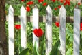 Beautiful tulip in garden near fence on sunny day.