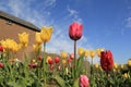 A beautiful tulip garden with yellow and red flowers and a blue sky in holland Royalty Free Stock Photo