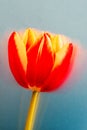 Beautiful tulip made in Holland Royalty Free Stock Photo