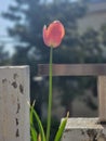 Beautiful Tulip in my Apartment Royalty Free Stock Photo