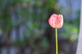 Beautiful tulip onnature background. Royalty Free Stock Photo