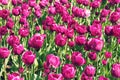 A beautiful tulip nature field background