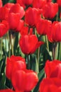 A beautiful tulip nature field background