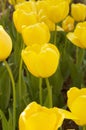 A beautiful tulip nature field background