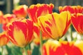 A beautiful tulip nature field background