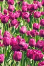 A beautiful tulip nature field background