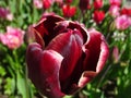 A beautiful tulip in norway. Royalty Free Stock Photo