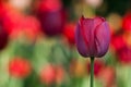 Beautiful tulip onnature background. Royalty Free Stock Photo