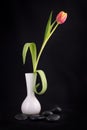 Beautiful tulip Royalty Free Stock Photo