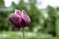 Beautiful tulip with rain drops in garden, closeup Royalty Free Stock Photo