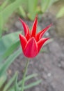 Beautiful tulip with stripe. Aladdins flower tulip