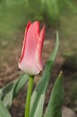 Beautiful tulip with stripe. Aladdins flower tulip