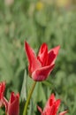 Beautiful tulip with stripe. Aladdins flower tulip