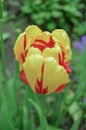 Beautiful tulip with stripe Texas flame. Natural floral background Royalty Free Stock Photo