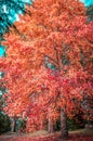 Beautiful tulip tree covered in orange and red leafs in autumn. Royalty Free Stock Photo