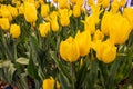 Beautiful tulip yellow flowers inside the garden. Select focus Royalty Free Stock Photo