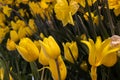 Beautiful tulip yellow flowers inside the garden. Select focus Royalty Free Stock Photo