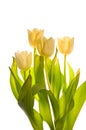 Beautiful tulips