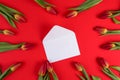 Beautiful tulips around white open envelope on red background Royalty Free Stock Photo