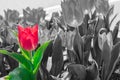 Beautiful tulips on black and white in different color concept. Royalty Free Stock Photo