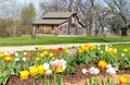 Tulips, Patriotic Quilt Barn, Beckman Mill, Beloit, WI Royalty Free Stock Photo