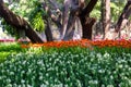 Beautiful tulips blooming in the garden at Chiang Rai Flower Festival Royalty Free Stock Photo