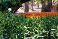 Beautiful tulips blooming in the garden at Chiang Rai Flower Festival Royalty Free Stock Photo