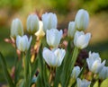 Beautiful Tulips blooming in a garden on a sunny spring day. A bunch of white flowers growing outdoors in a park during Royalty Free Stock Photo