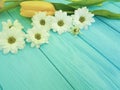 Beautiful tulips of chrysanthemum birthday celebration season background greeting mothers day , on a blue wooden background Royalty Free Stock Photo