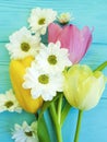 Beautiful tulips of chrysanthemum celebration background greeting mothers day , on a blue wooden background Royalty Free Stock Photo