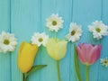 Beautiful tulips of chrysanthemum fresh season background greeting mothers day , on a blue wooden background Royalty Free Stock Photo