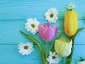 Beautiful tulips of chrysanthemum greeting mothers day , on a blue wooden background Royalty Free Stock Photo