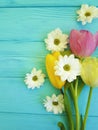 Beautiful tulips of chrysanthemum march bloom celebration season background greeting mothers day , on a blue wooden background Royalty Free Stock Photo