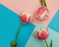 Beautiful tulips on a colored background concept spring bunch holiday blossom
