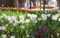 Beautiful tulips field in garden