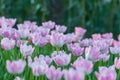 Beautiful tulips field in garden