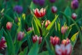 Beautiful tulips field in garden